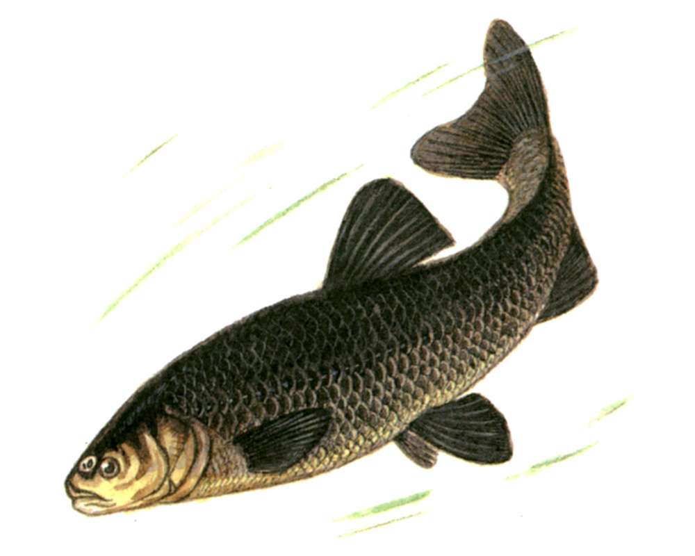 四大家鱼拾趣 知乎