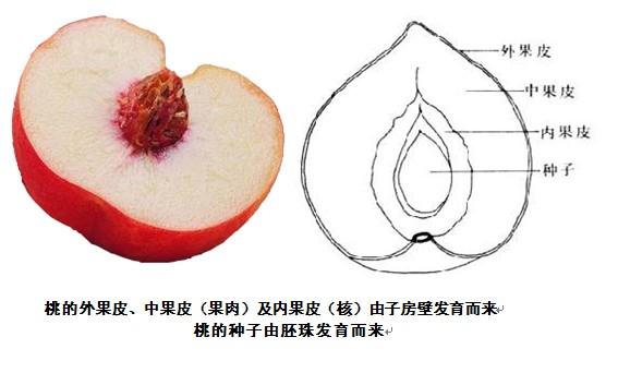 桃子果实结构图片