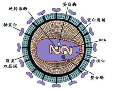 逆转录病毒(retrovirus)是常见的病毒之一,属于rna病毒,典型特征就是