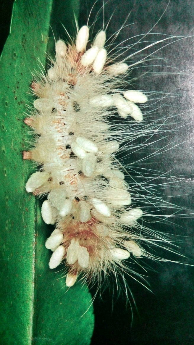 毛毛虫化蛹时,有类似蚂蚁的昆虫在毛虫身上,是为了产卵寄生吗?