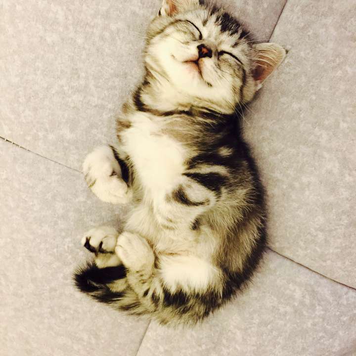 最重要就是角度了 昏睡时的主子是公认的好拍,随便一张都能做壁纸的