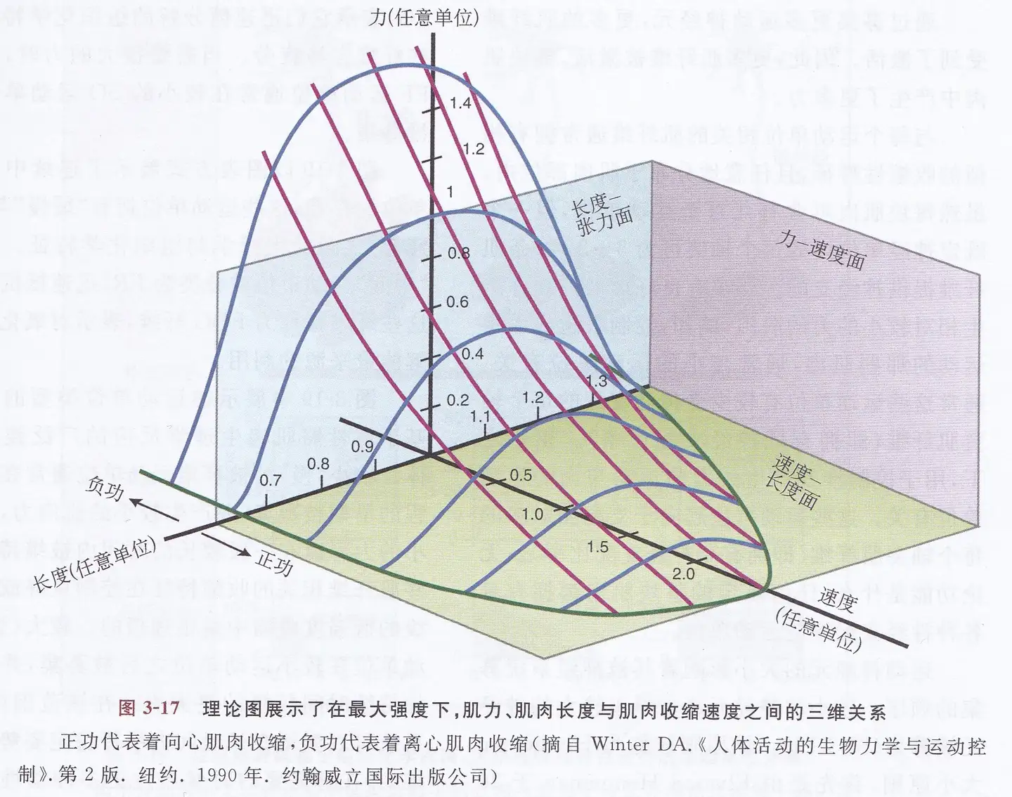 仰望尾迹云《健身入门学》第六课，肌肉收缩及生物能代谢基础（完全版 