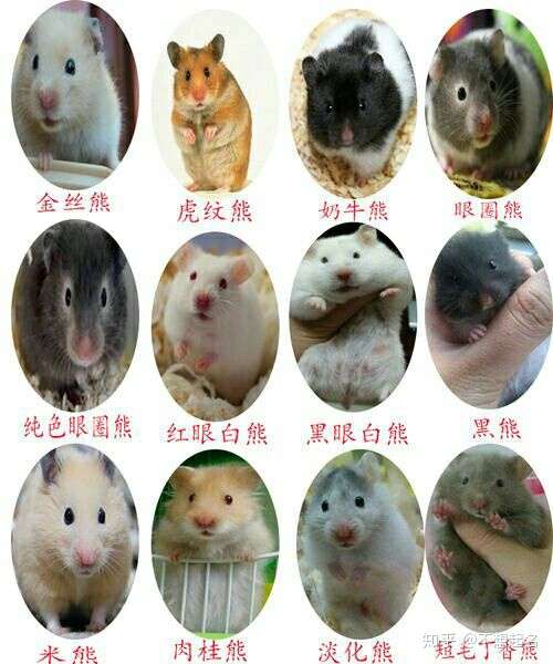 有什么萌萌的仓鼠品种推荐吗