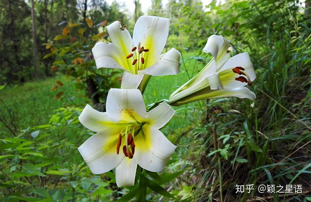 百合花 百合花饼 百年好合 知乎