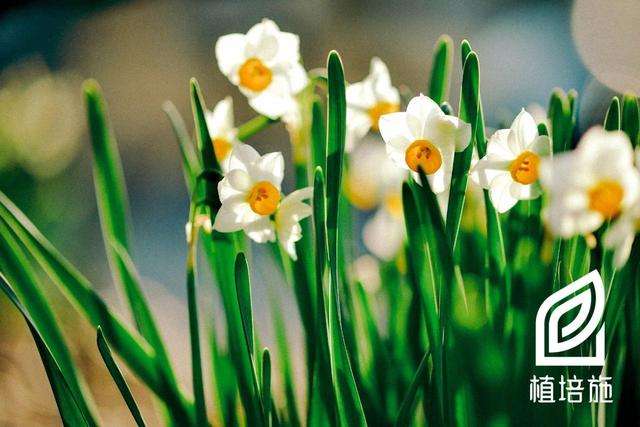 植培施 中国水仙narcissus Tazetta Var Chinensis 球根花卉栽培手册 知乎