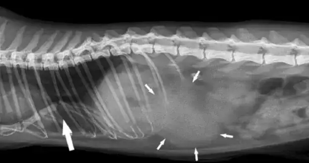 猫咪也可能有漏斗胸 轻度漏斗胸该如何发现 知乎