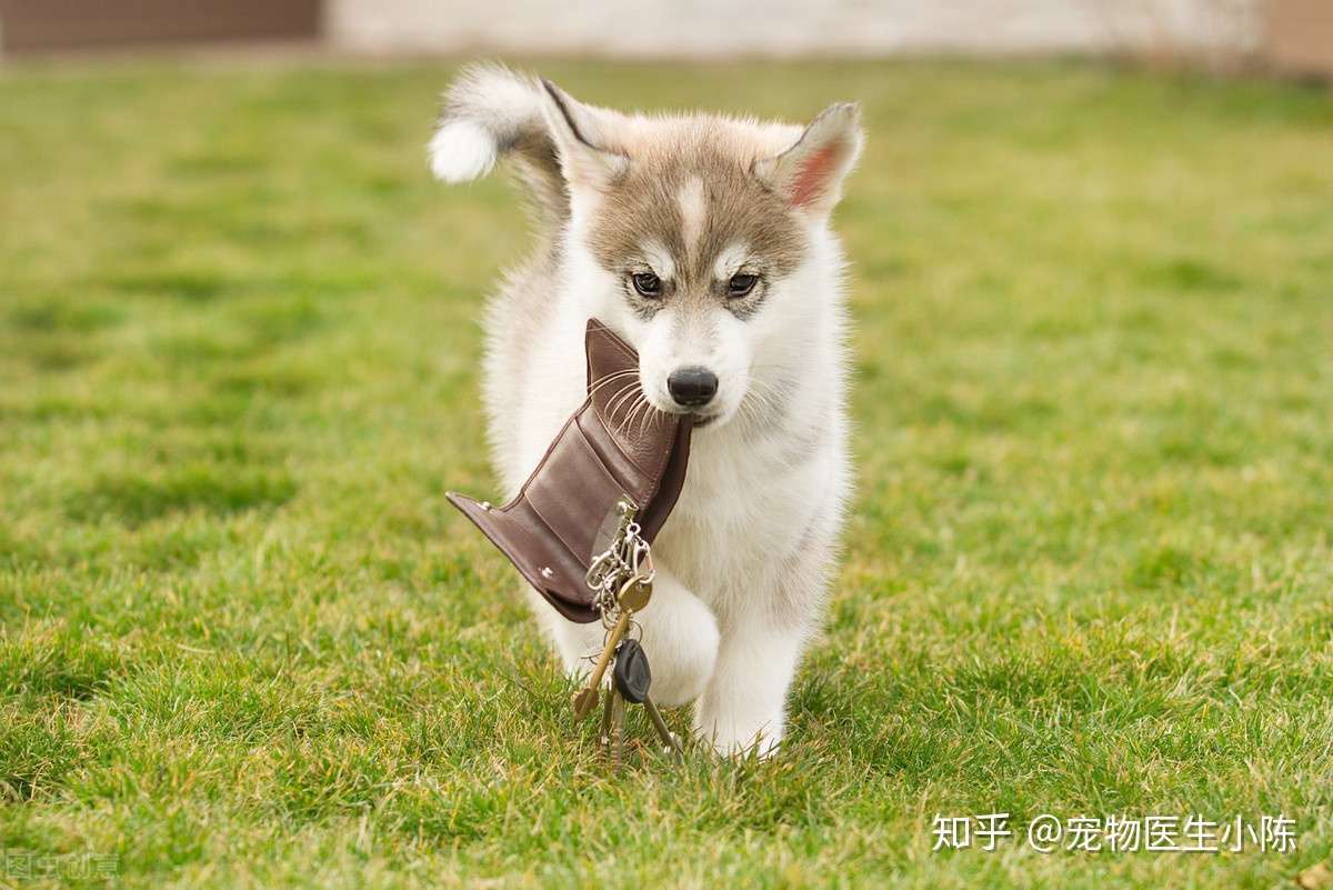 狗狗贫血怎么办呢 切忌盲目补血 分清病因是关键 知乎