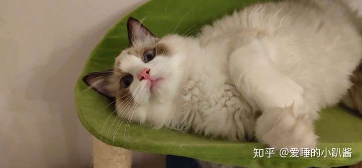 布偶猫面具开脸重要吗?