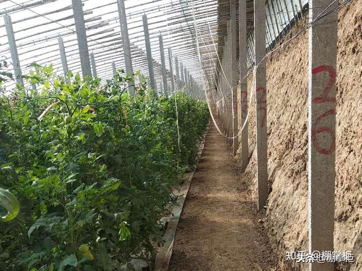 大棚放风工作做得好不好关键在这里