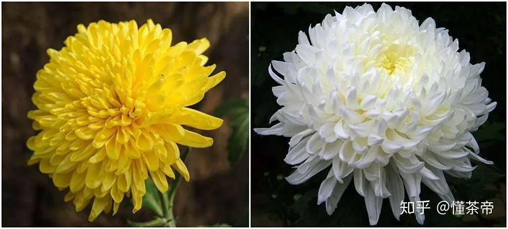 这五类人千万不要喝菊花茶 快来看看有没有你 知乎