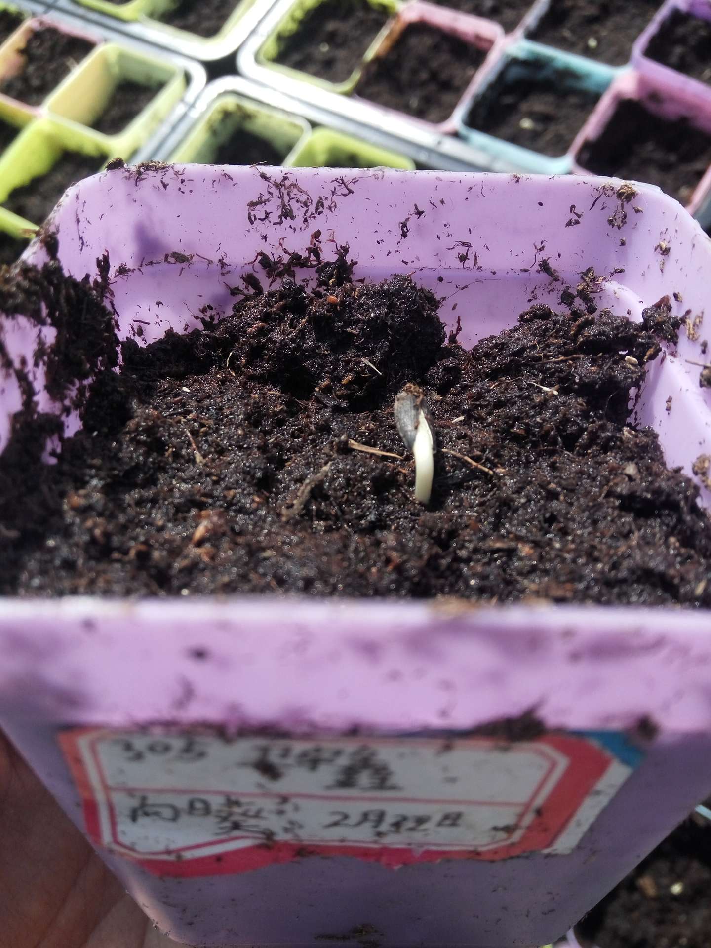 向日葵的种植方法 适合新手种植 知乎