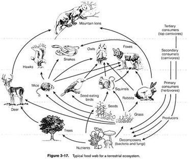 所谓的城市生态学究竟指什么