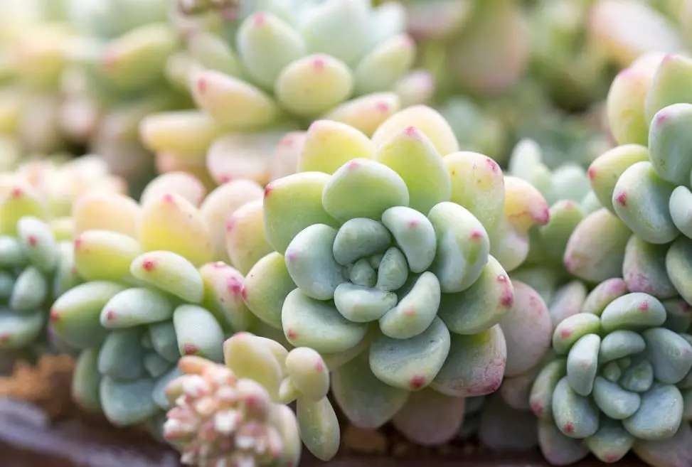 多肉花剑剪还是不剪 其中的学问大着呢 知乎 多肉花剑剪还是不剪 其中的学问大着呢 知乎