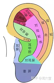 耳轮相学图片