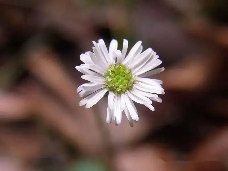 植物界全系列】菊目—菊科（三）：雏菊- 知乎