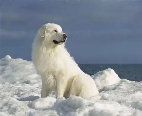 比利牛斯山地犬图片