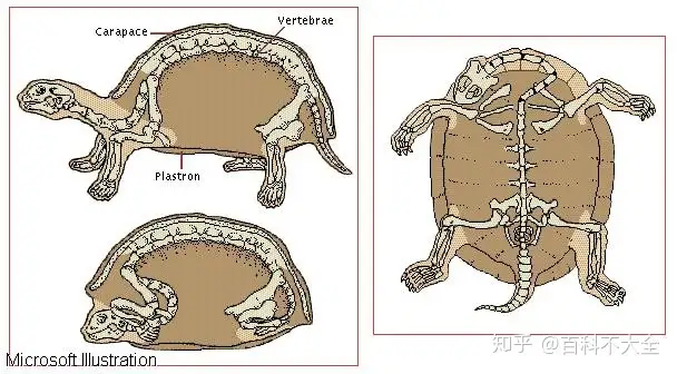 动物篇(42)·爬行纲·龟鳖目插图8
