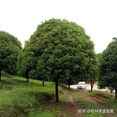 怎么修剪桂花树才能有漂亮树型 知乎