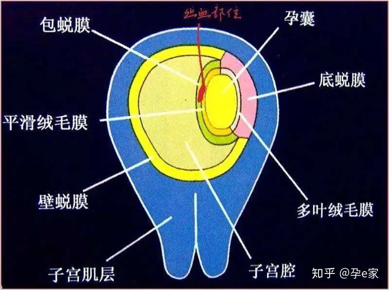 孕早期出血 别急着用黄体酮保胎 知乎