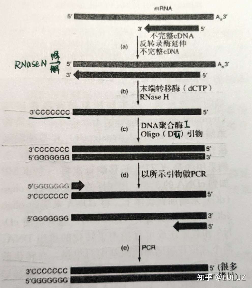 分子生物学 分子克隆方法 基因克隆 cdna克隆 知乎
