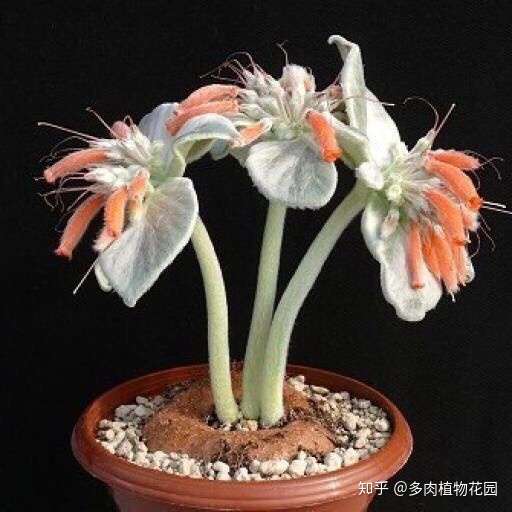 自带保暖措施的多肉 断崖女王 应该这样养护 知乎 自带保暖措施的多肉 断崖女王 应该这样养护 知乎
