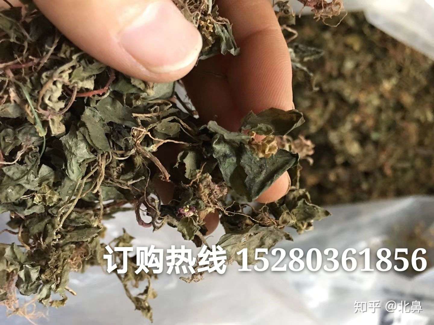 在农村这种草针对小三阳 大三阳具有显著作用 风鼓草风谷草 知乎