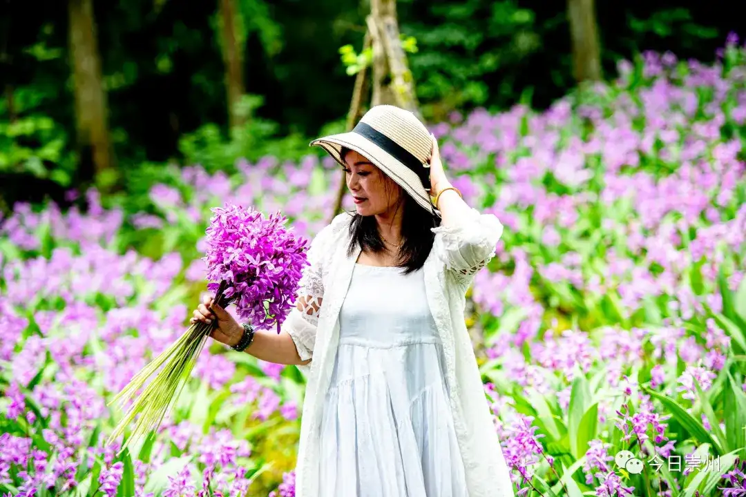 崇州这里 漫山紫花 惊艳初夏 知乎 崇州这里 漫山紫花 惊艳初夏 知乎