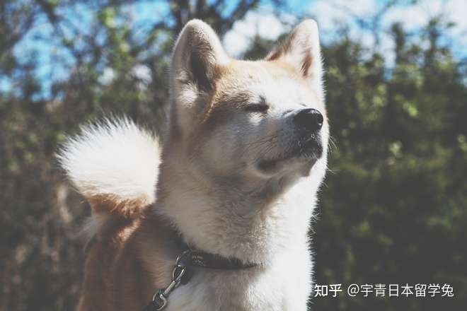 在日本东京涉谷区的 忠犬八公像 为什么建立了呢 知乎