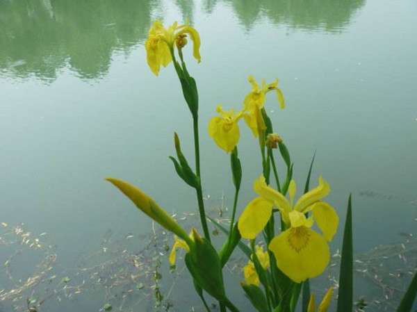 9款适合庭院水养的水生植物 你种了几个 知乎