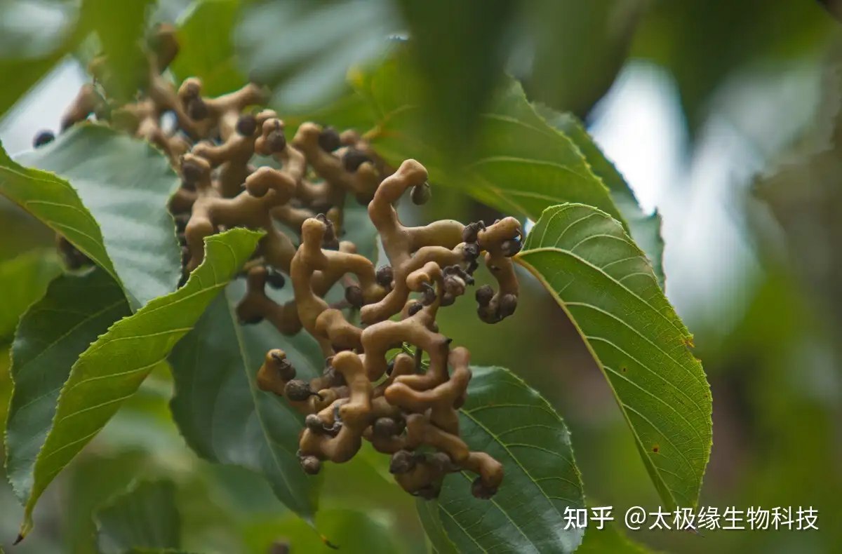 拐 棗
