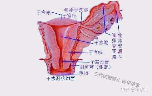 慈銘博鰲試管知識分享女性子宮內膜厚度與試管嬰兒受孕的關係