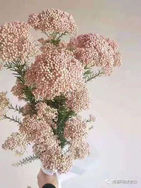 澳洲米花 春日里的热门应季切花 花色清新 可作干花 独特百搭 知乎