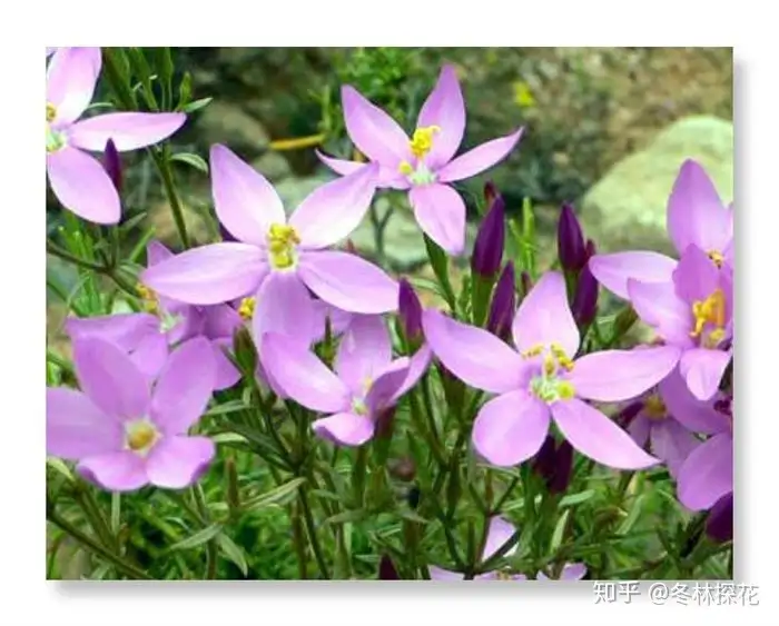 6月7日的生辰花 百金花 知乎