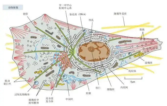 翻阅新版，如遇故友：细胞生物学精要（第五版）中文版- 知乎