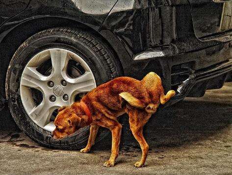 狗尿会不会腐蚀轮胎导致爆胎