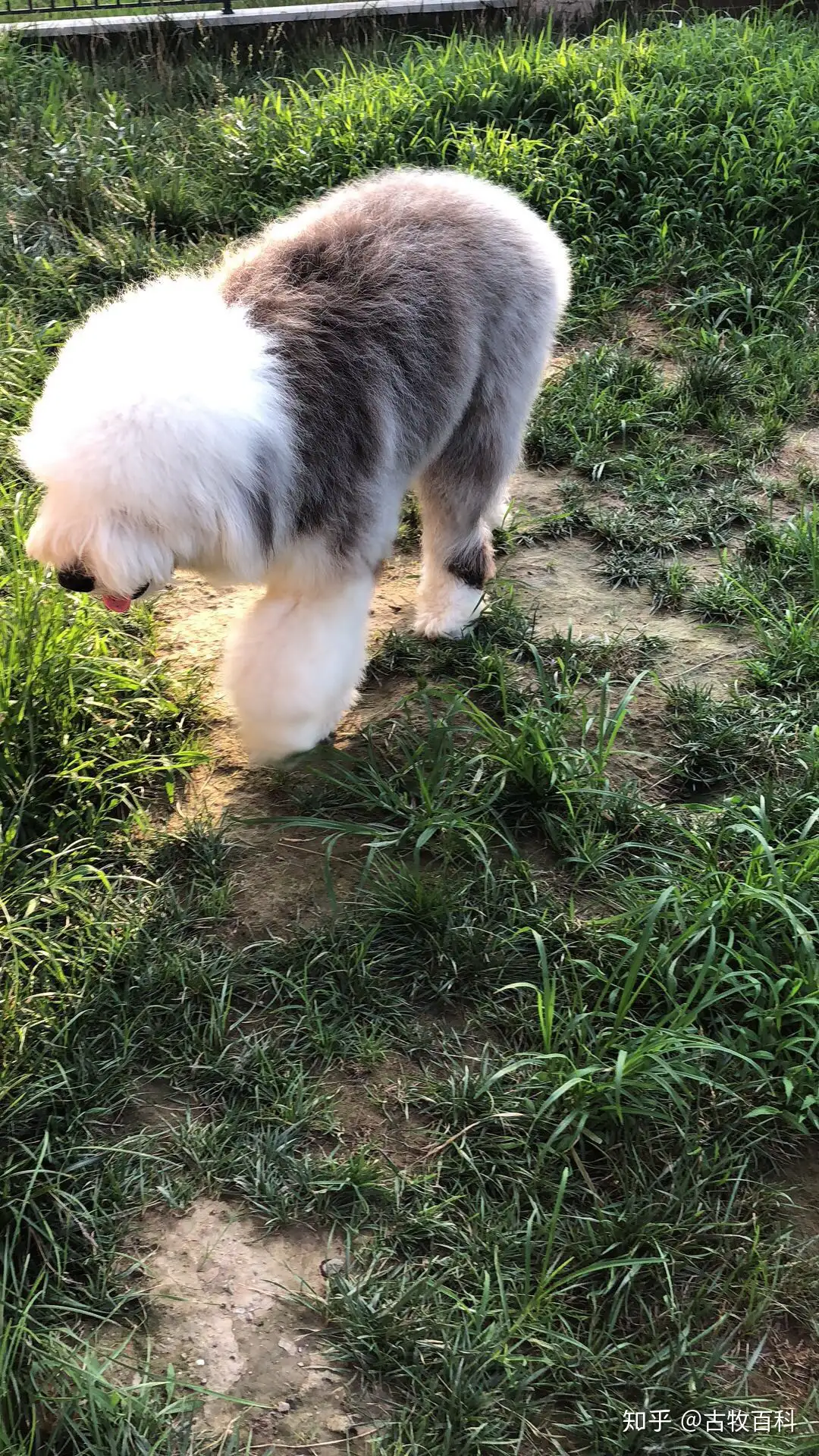 古牧犬是大型犬吗 古牧犬基本信息 知乎