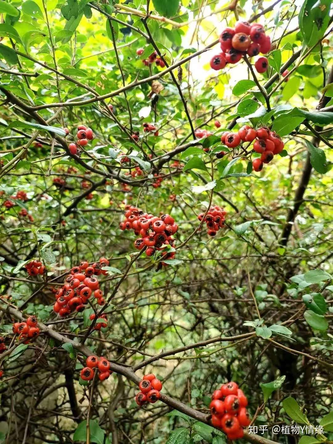 春华秋实 只为在最好的时光遇见你 知乎