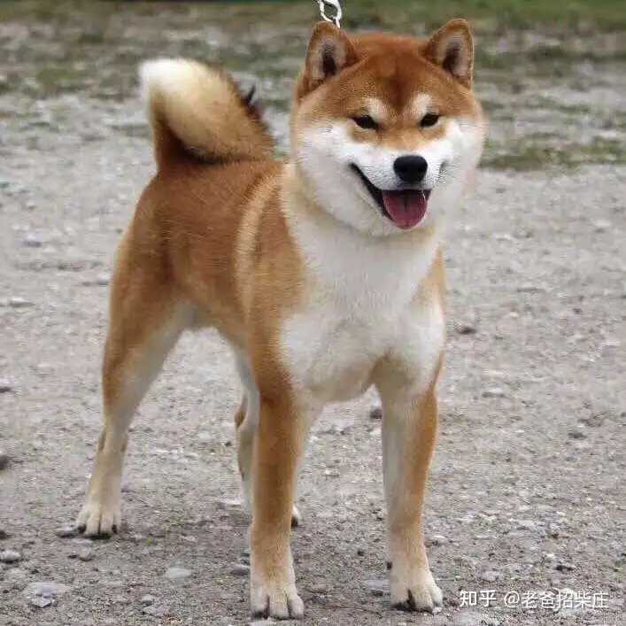 老爸招柴庄说 怎么看柴犬是不是纯的 品相怎么样 知乎