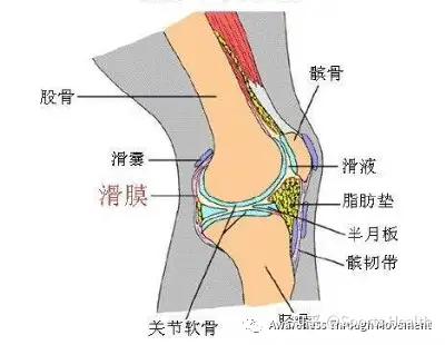 膝关节滑膜位置图图片