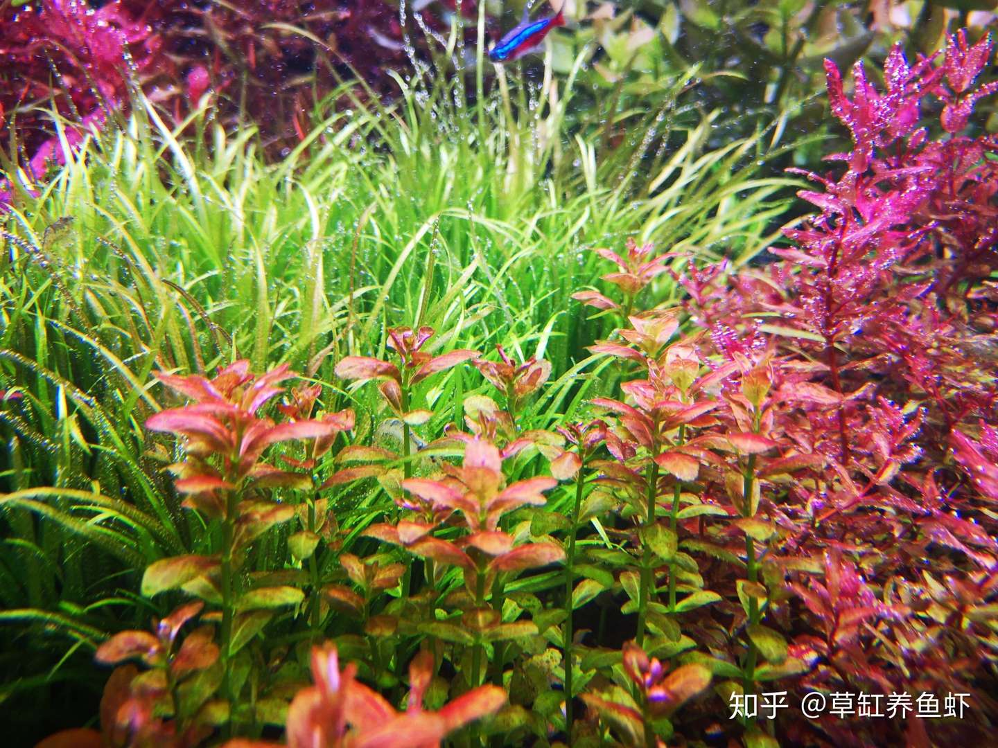 大多数人定义的草缸其实不是草缸 只能算是鱼缸里的一抹绿 真草缸并不简单 知乎