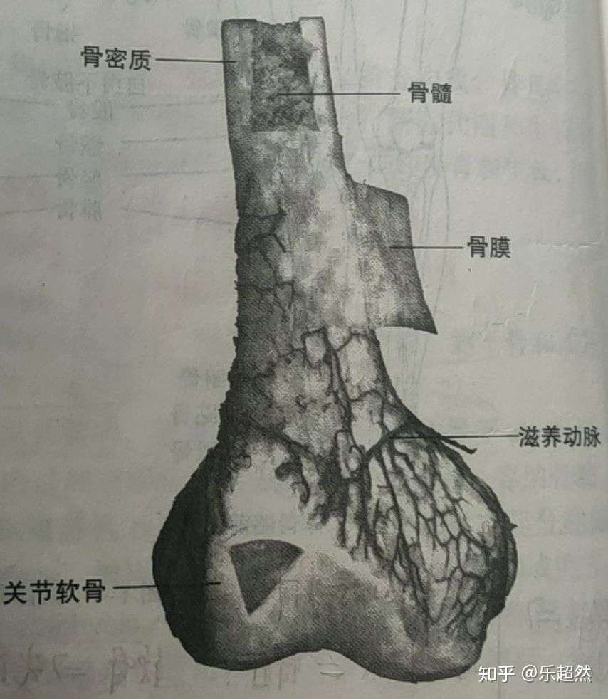 最も好ましい 海綿質緻密質 海綿質緻密質違い