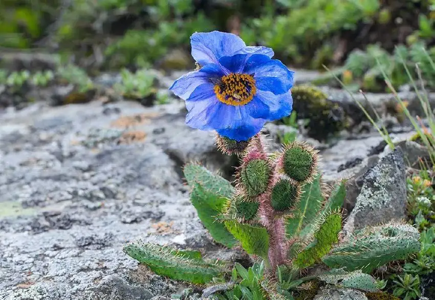 植库‖绿绒蒿——离天空最近的花- 知乎