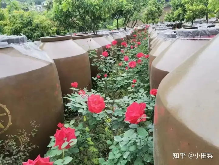 贵福人物 | 周曦和他的酒厂与花园