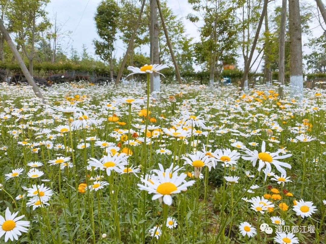 疯狂pick 小雏菊 格桑花 初夏里的小清新上线了 知乎