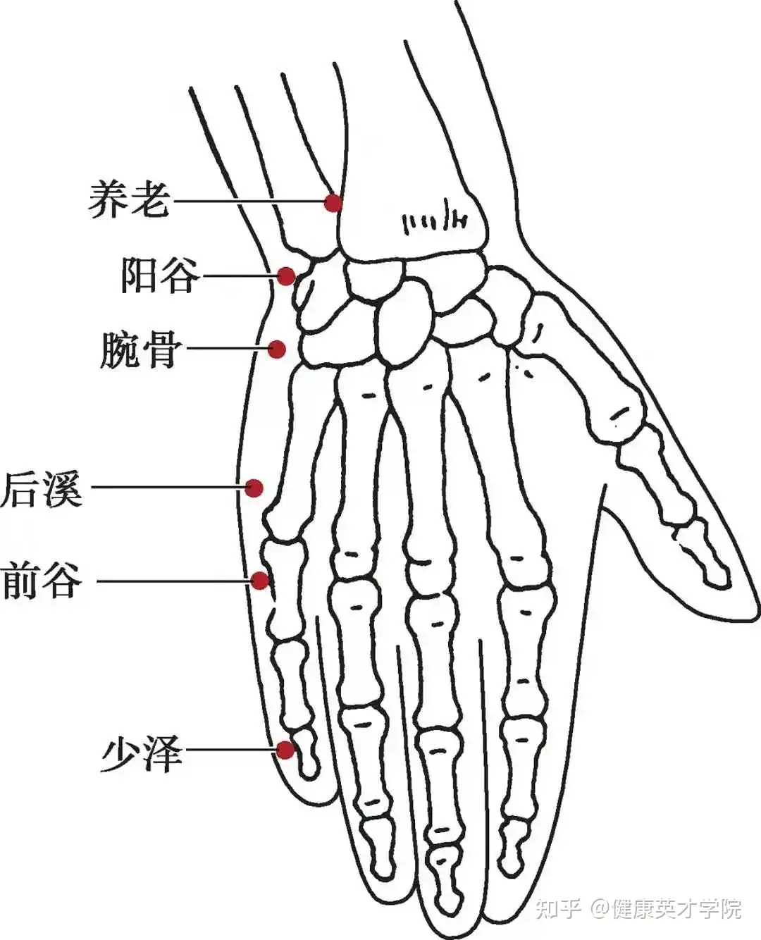 陽 谷 穴 位置