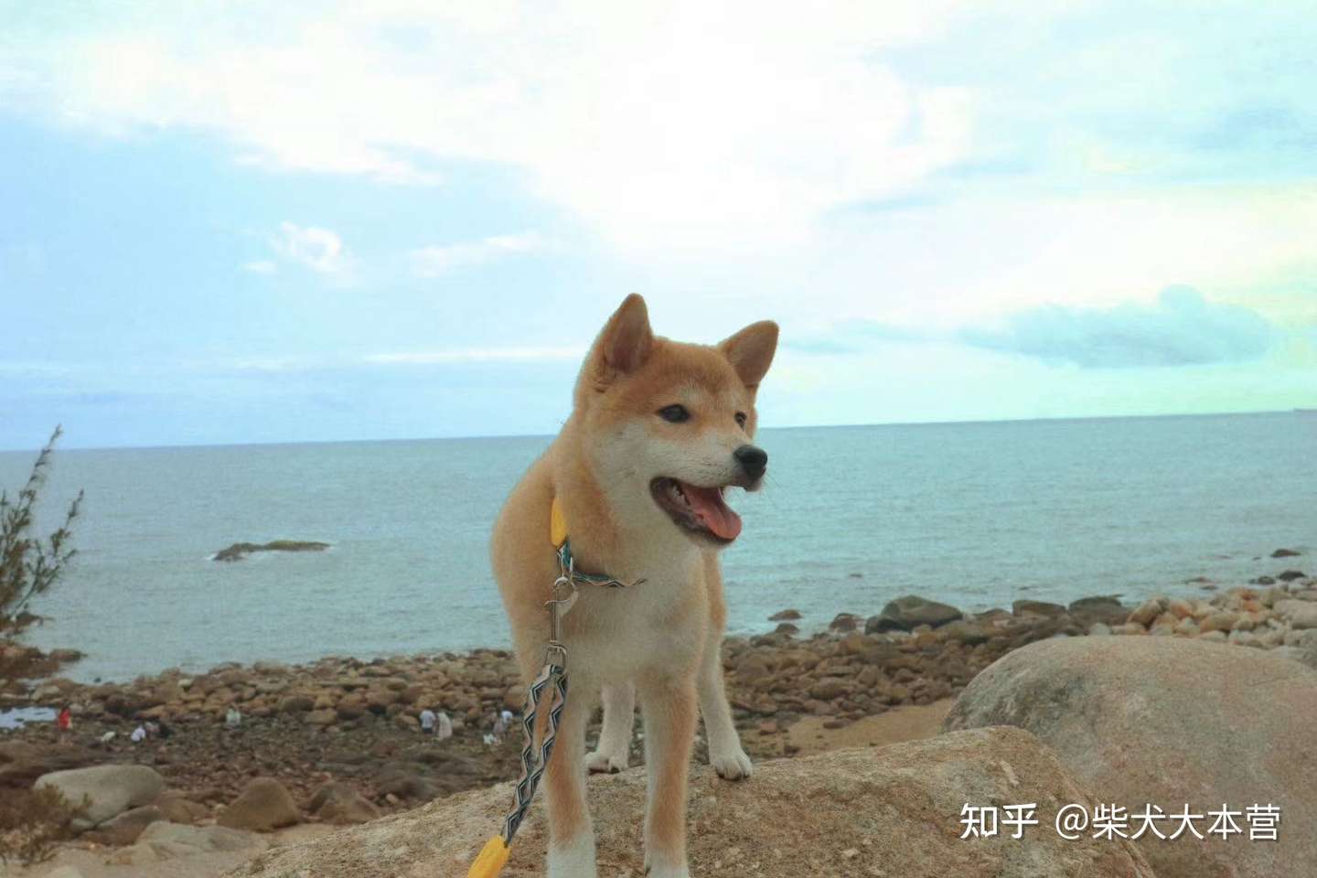 柴犬小课堂这样的柴犬你喜欢养吗 知乎