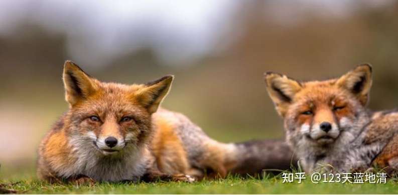 狐狸可以被当作宠物养吗 知乎