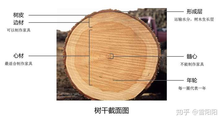 树干的横切面结构图图片
