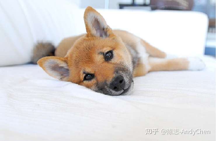 什么是豆柴 事实上 它不是一个正式血统的物种 知乎