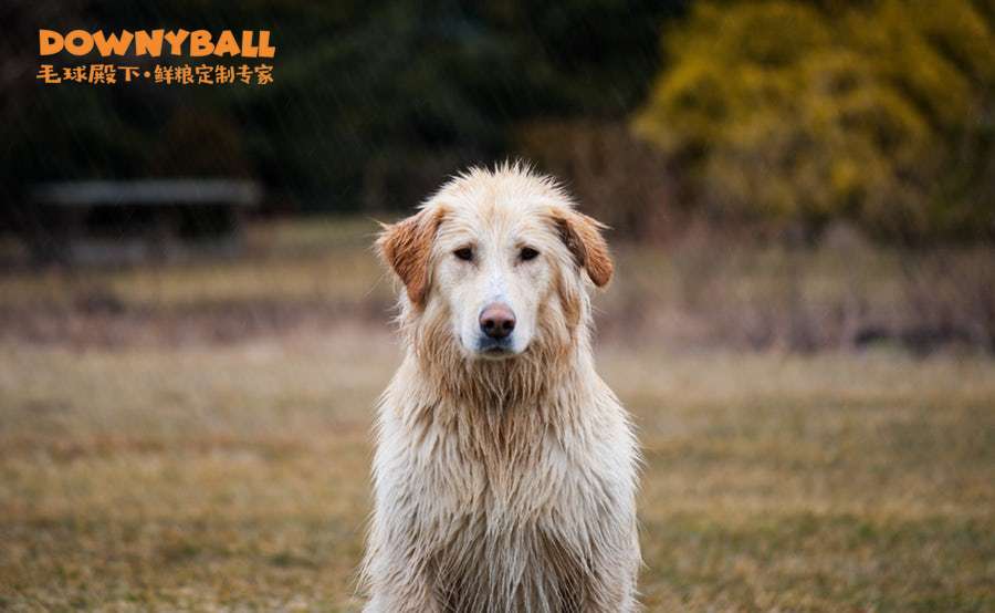 怎样有效减少狗狗掉毛 知乎